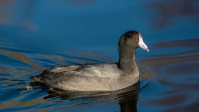 American Coot
