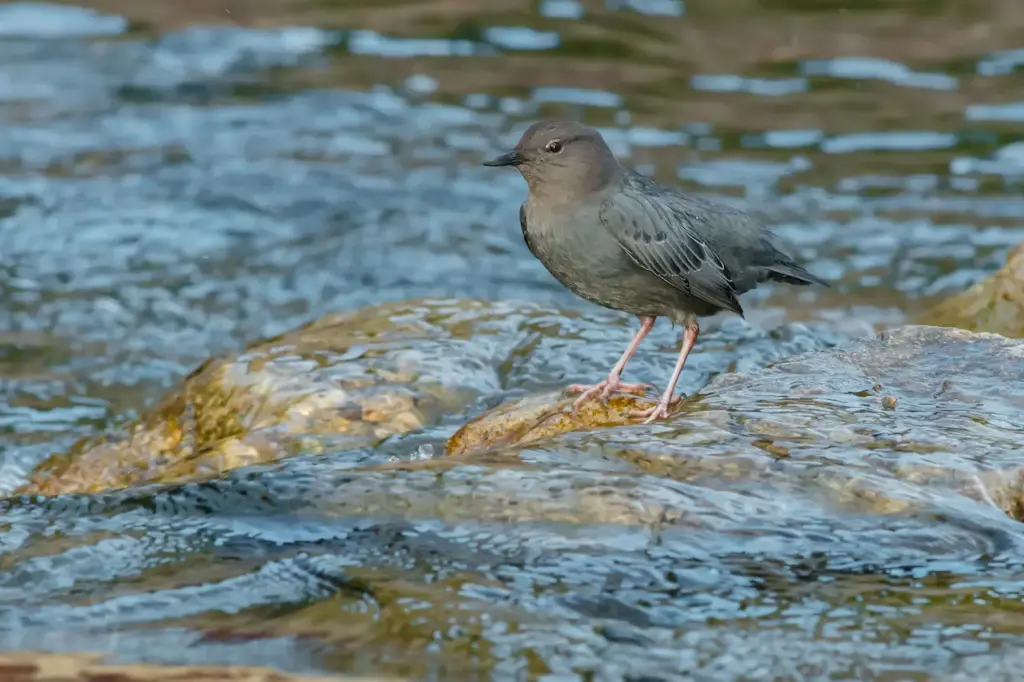 The American Dippers On The Water