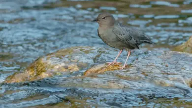 The American Dippers On The Water