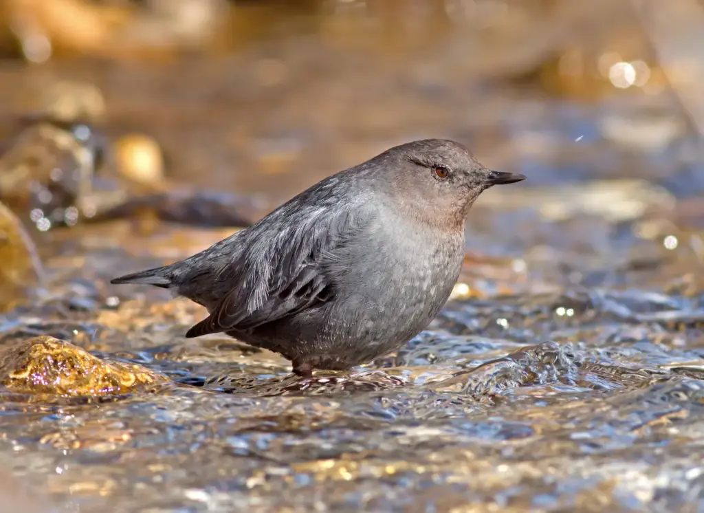 American Dippers Bird Standing In The Surface of Water