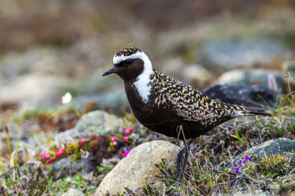 American Golden Plovers