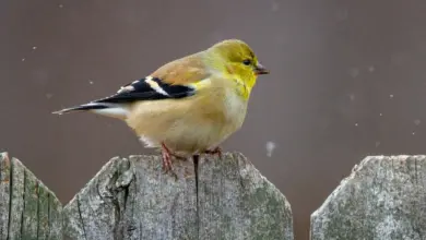 The American Goldfinch Perched In A Wood
