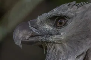 American Harpy Eagle (Harpia harpyja) Close Up