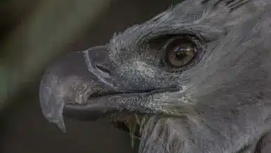 American Harpy Eagle (Harpia harpyja) Close Up
