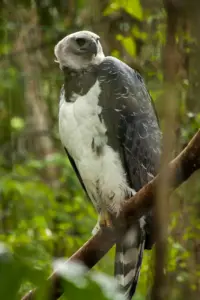 American Harpy Eagle (Harpia harpyja) Full Body