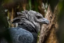 American Harpy Eagles