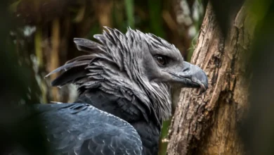 American Harpy Eagles