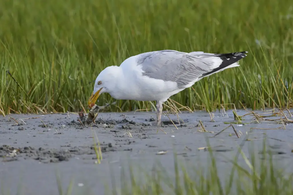 American Herring Gull Eating On The Ground 