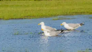 American Herring Gulls in the Marsh Drinking Water
