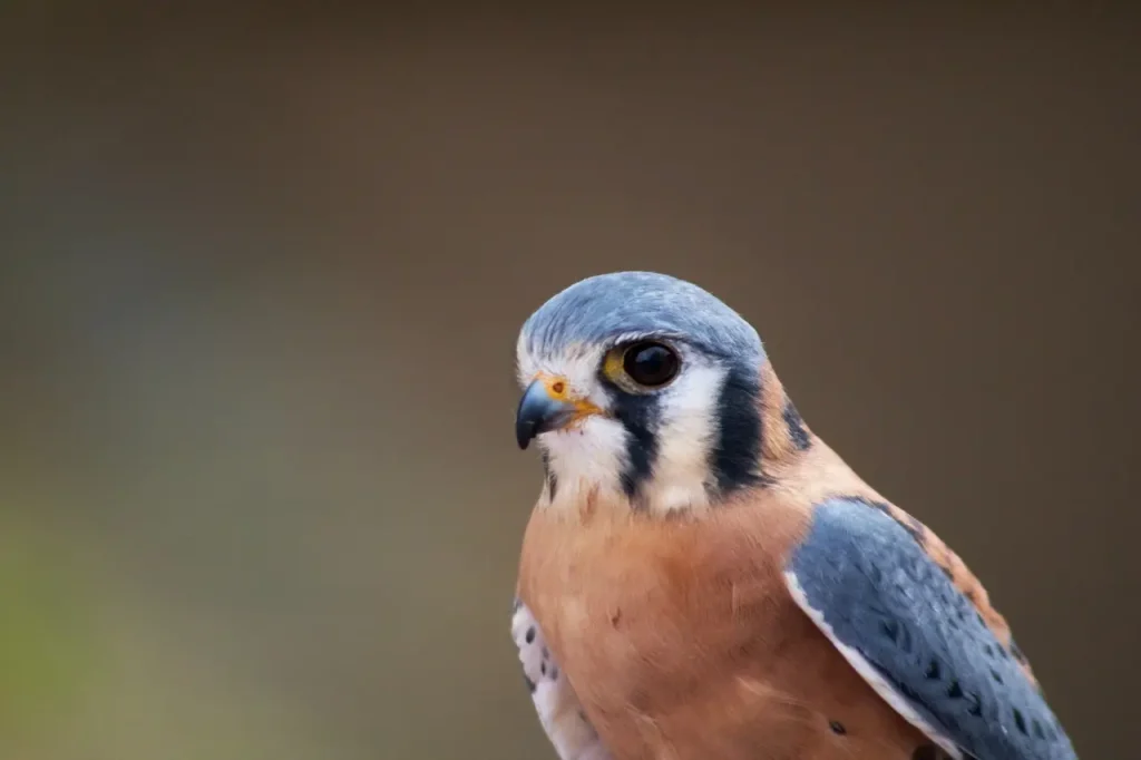 The American Kestrels Close Up Photograph