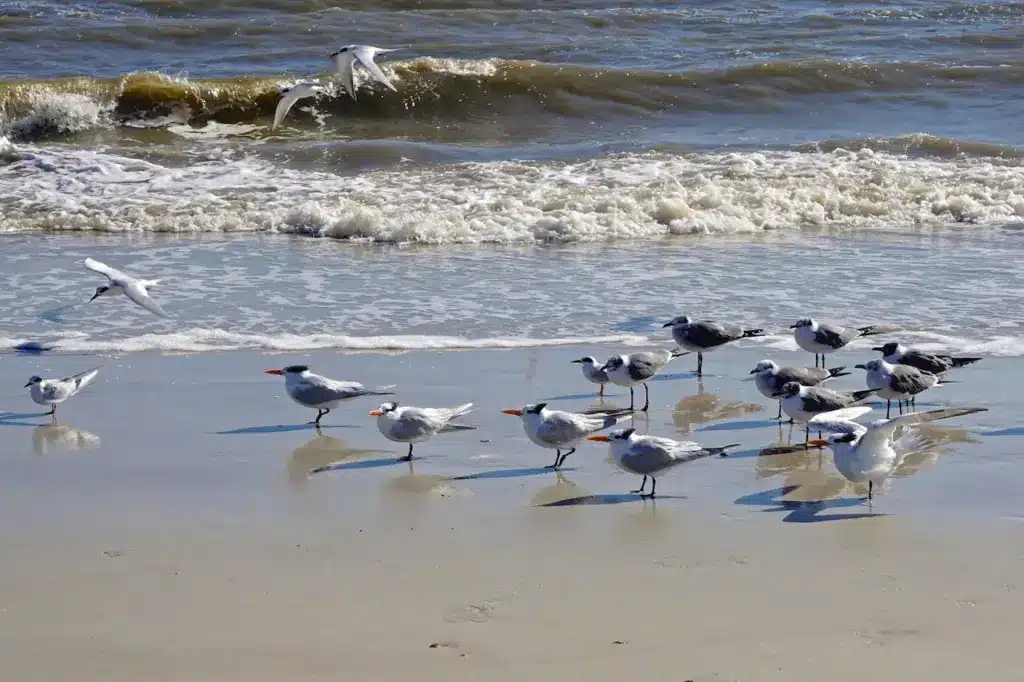 American Laughing Gulls near the Beach