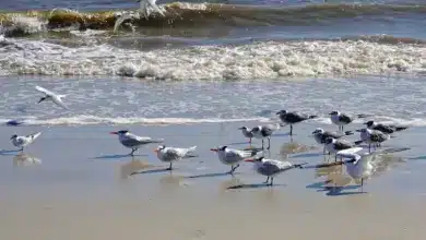 American Laughing Gulls near the Beach