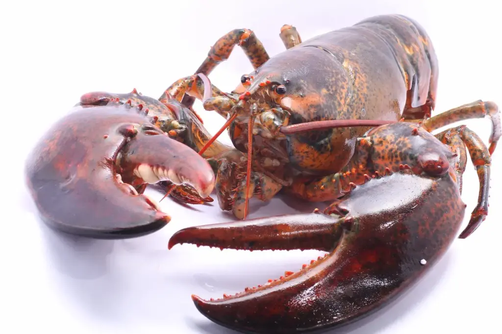 American Lobster With Claws Close Up