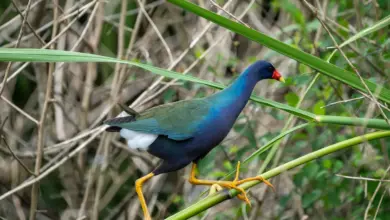 The American Purple Gallinule Perched On A Bamboo Stick