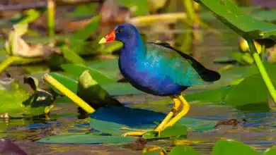 American Purple Gallinules