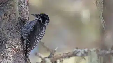 American Three-toed Woodpeckers