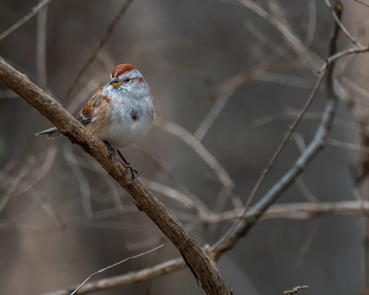 The American Tree Sparrow Perched In A Tree