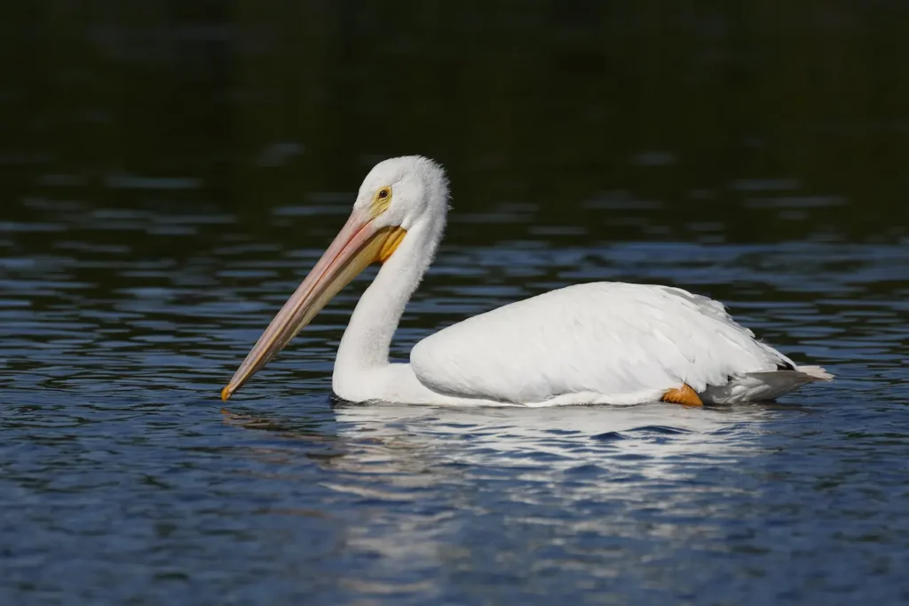 American White Pelican in the Water 