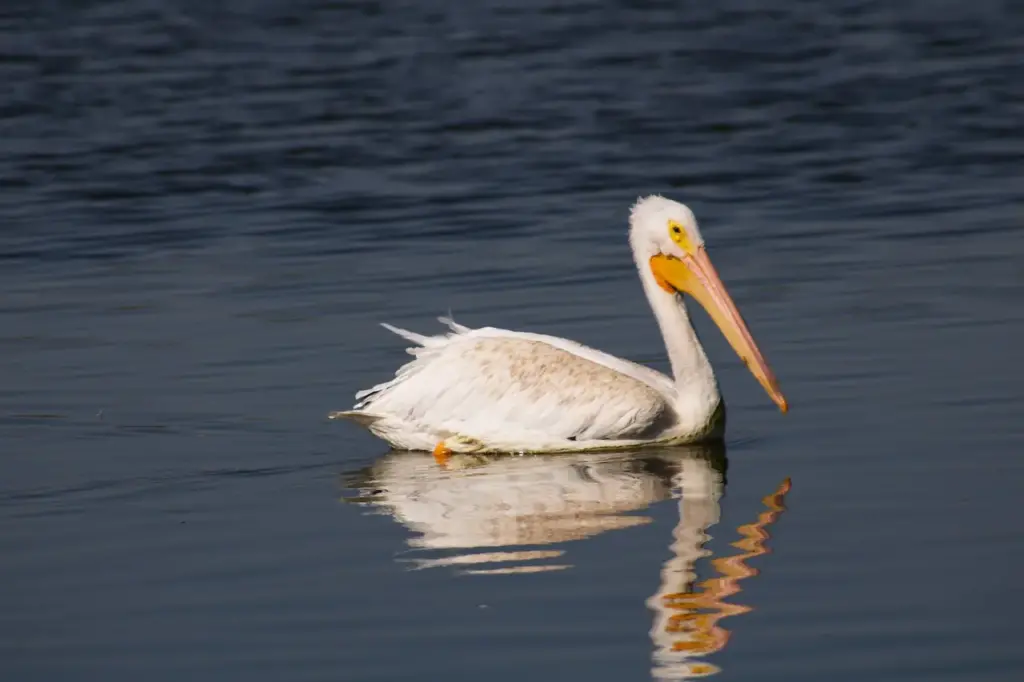 The American White Pelicans Looking For Food