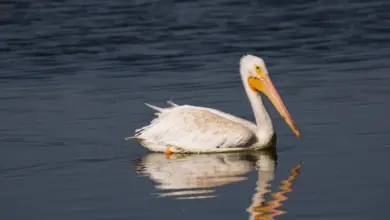 The American White Pelicans Looking For Food