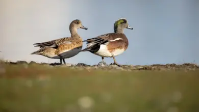The Two American Widgeon