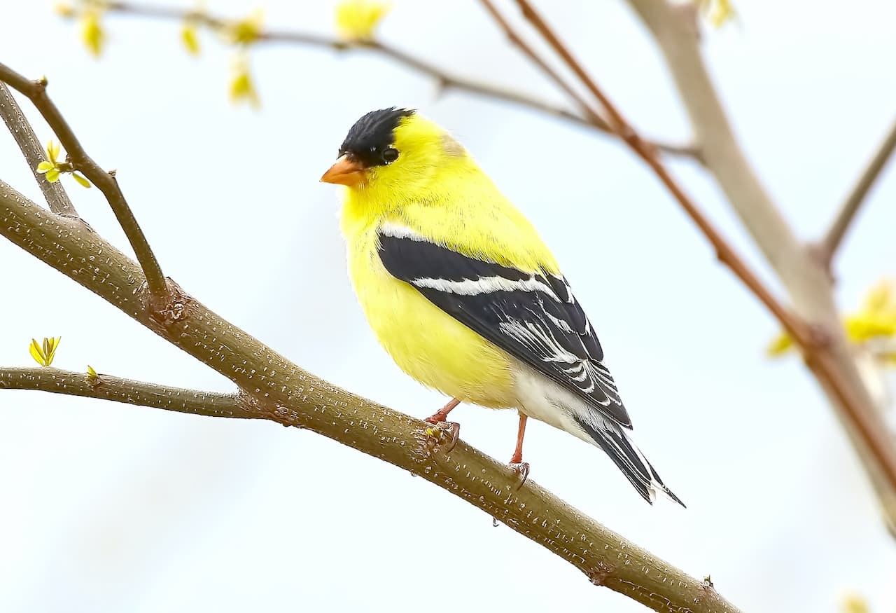 American or Eastern Goldfinch Perched Into Woods
