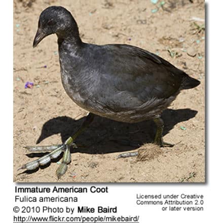 American Coot (Fulica americana) - immature bird