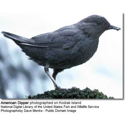 American Dipper (Cinclus mexicanus) 