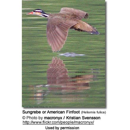 Sungrebe or American Finfoot (Heliornis fulica)