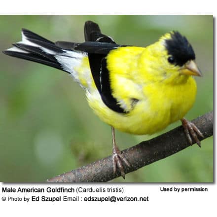 Male American Goldfinch (Carduelis tristis)
