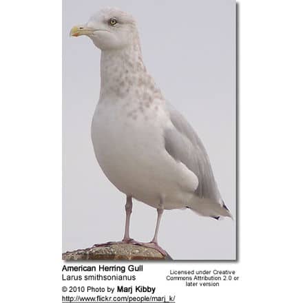 American Herring Gull, Larus smithsonianus