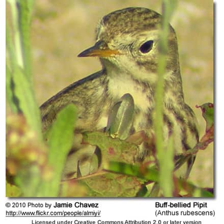 Buff-bellied Pipit (Anthus rubescens) - also referred to as American Pipit