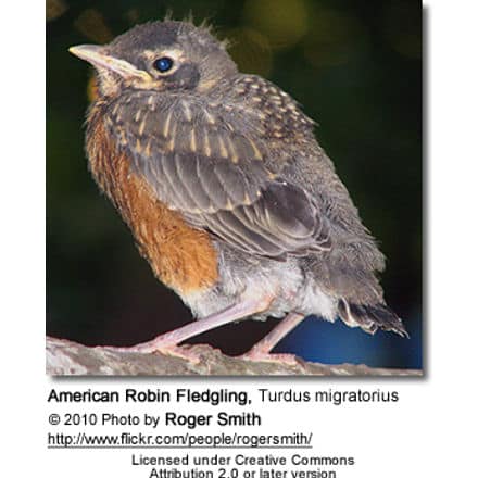 American Robin Fledgling, Turdus migratorius