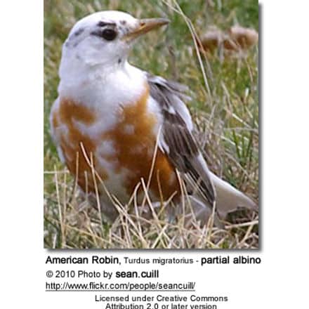 American Robin, Turdus migratorius - partial albino