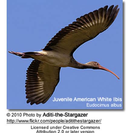 Juvenile American White Ibis