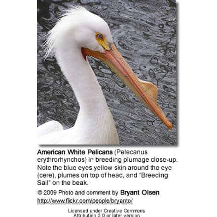 American White Pelicans (Pelecanus erythrorhynchos) in breeding plumage close-up. Note the blue eyes,yellow skin around the eye(cere), plumes on top of head, and “Breeding Sail” on the beak.