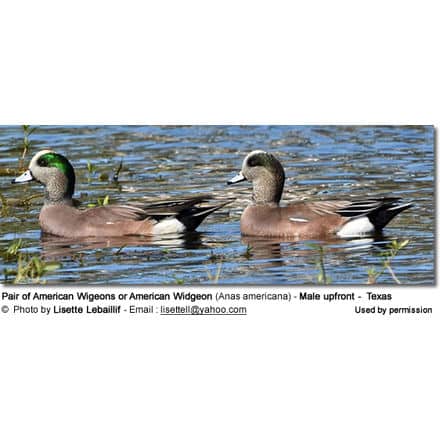 Pair of American Wigeons or American Widgeon (Anas americana) - Male upfront