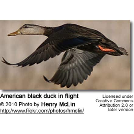 American black duck in flight