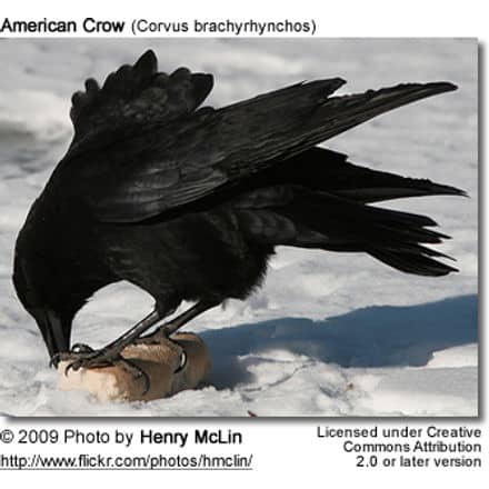 American Crow eating
