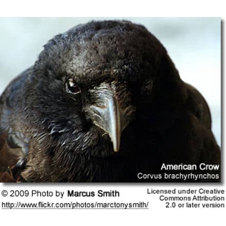 American Crow facial details
