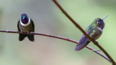 Amethyst-throated Hummingbirds Perched on a Thorn