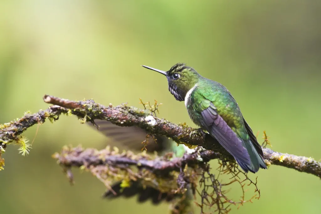 Amethyst-throated Sunangels on a Thorn 