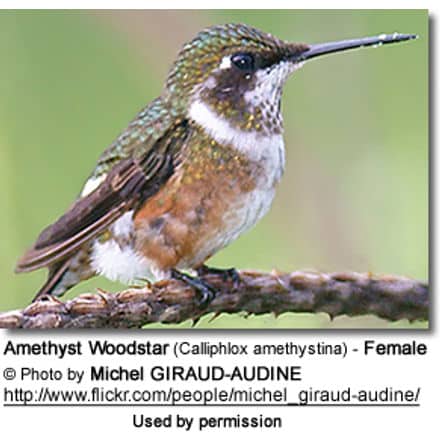 Amethyst Woodstar (Calliphlox amethystina) - Female