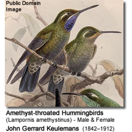 Amethyst-throated Hummingbirds (Lampornis amethystinus) - Male and Female