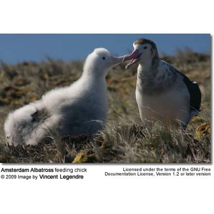 Amsterdam Albatross feeding chick