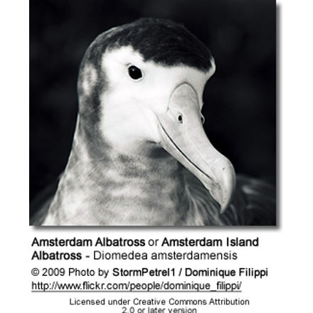 Amsterdam Albatross or Amsterdam Island Albatross, Diomedea amsterdamensis