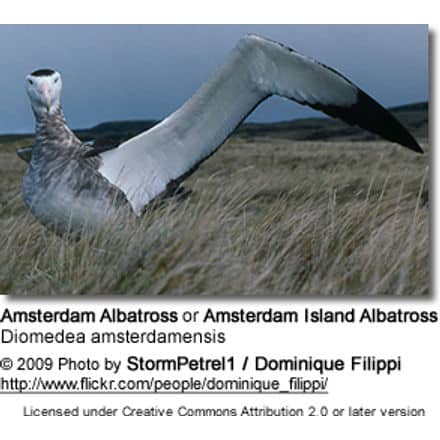 Amsterdam Albatross