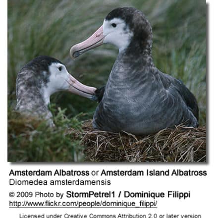 Amsterdam Albatross or Amsterdam Island Albatross, Diomedea amsterdamensis