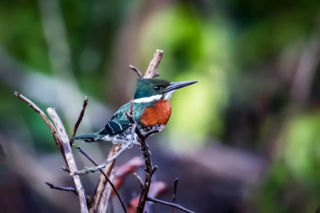 An Amazon Kingfisher On Leafless Tree 