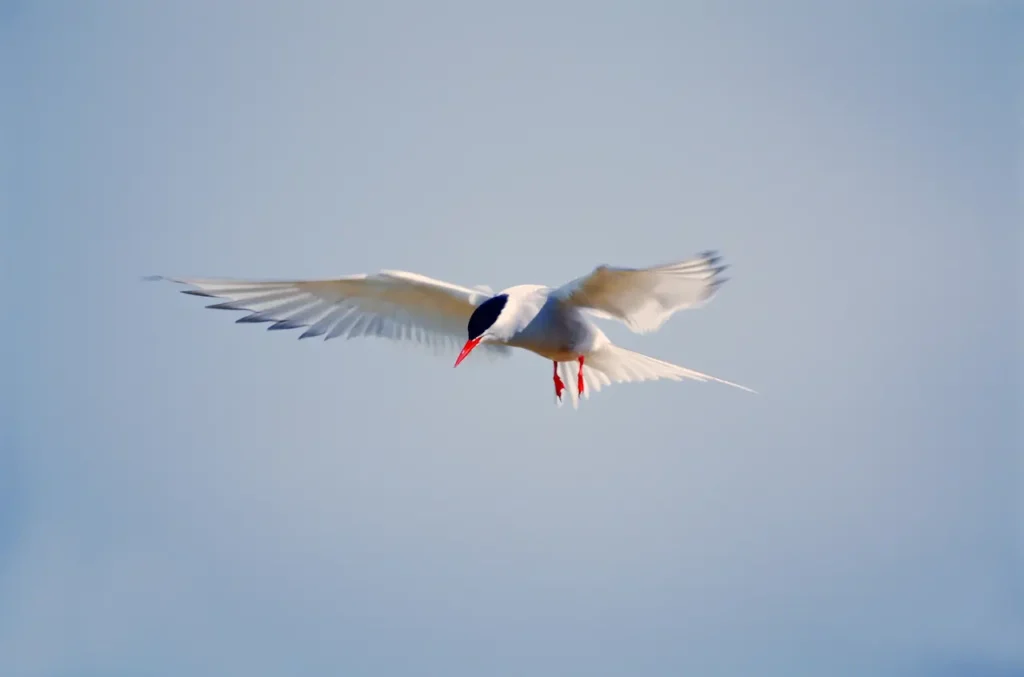 An Arctic Tern Flying